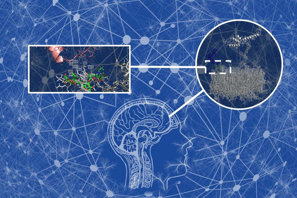 Monosialohexosylganglioside interacts with amyloid beta proteins to form toxic aggregates that can lead to the development of Alzheimer’s disease. 