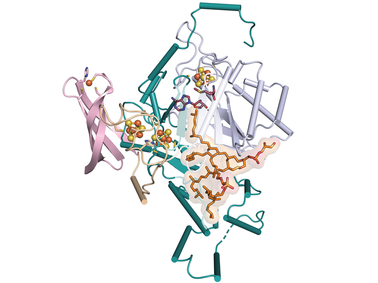 illustration of GDGT molecule