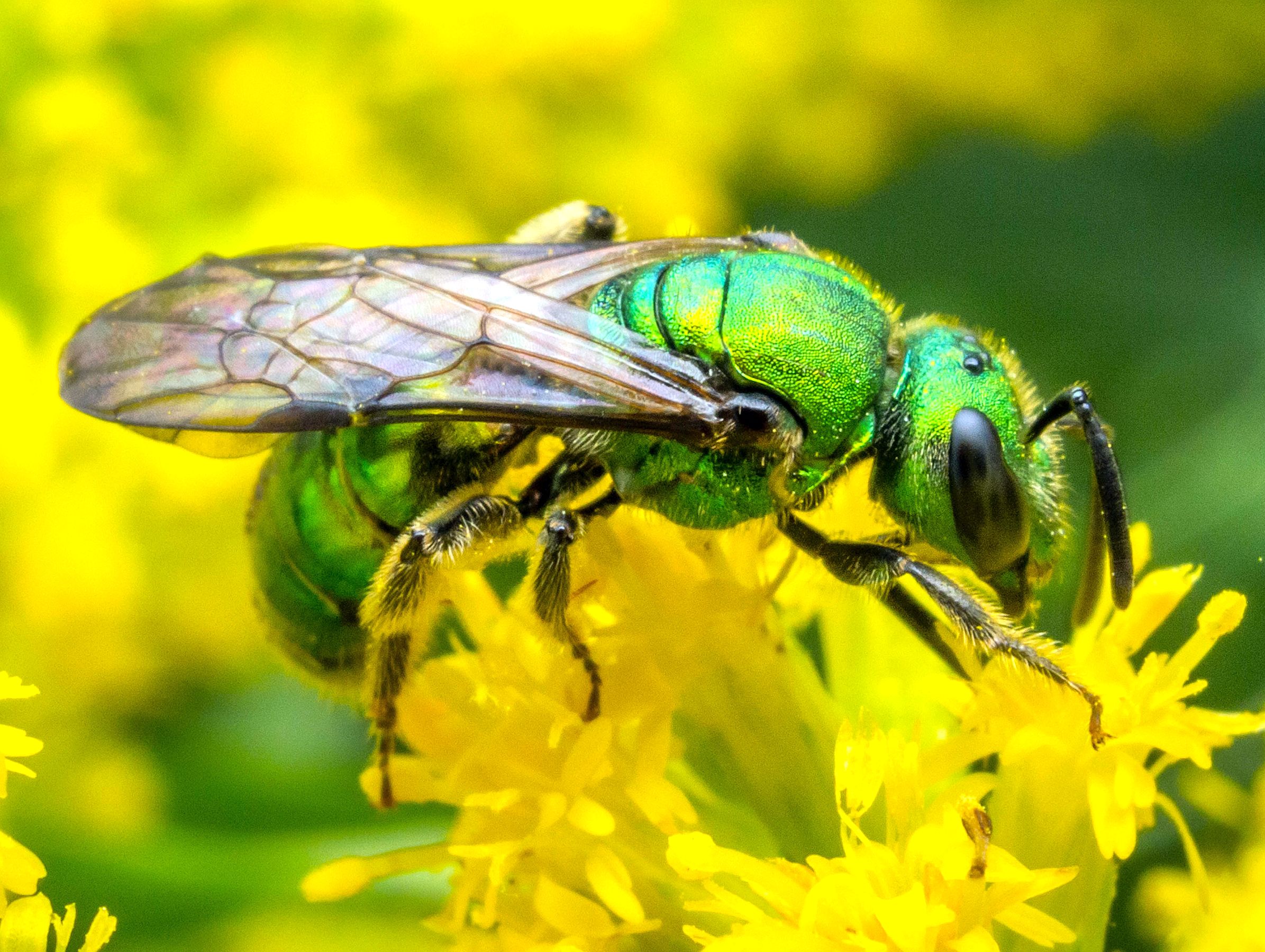 Study suggests one-third of wild bee species in Pa. have declined in ...
