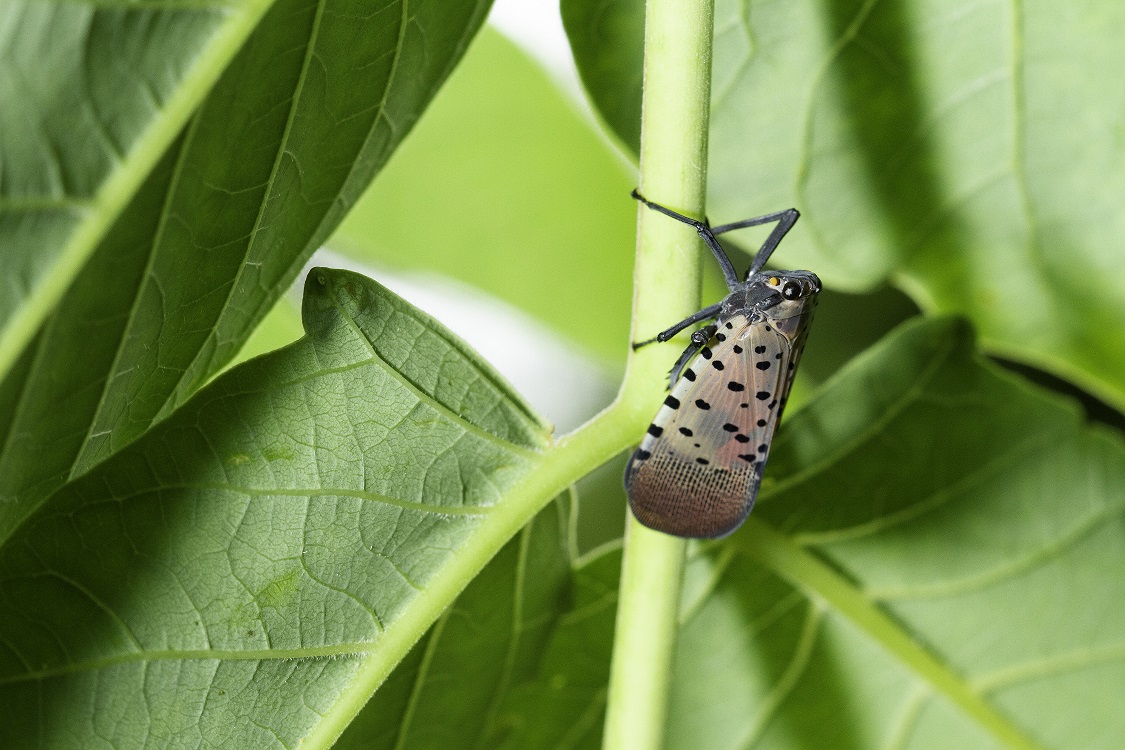 Spotted lanternfly