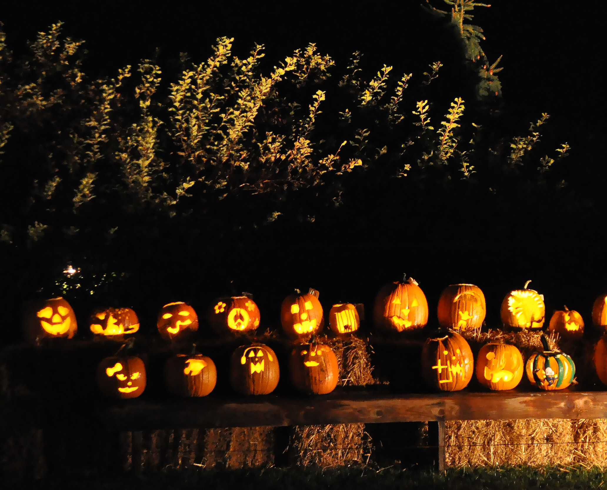 Rows of lighted jack-o'-lanterns at night