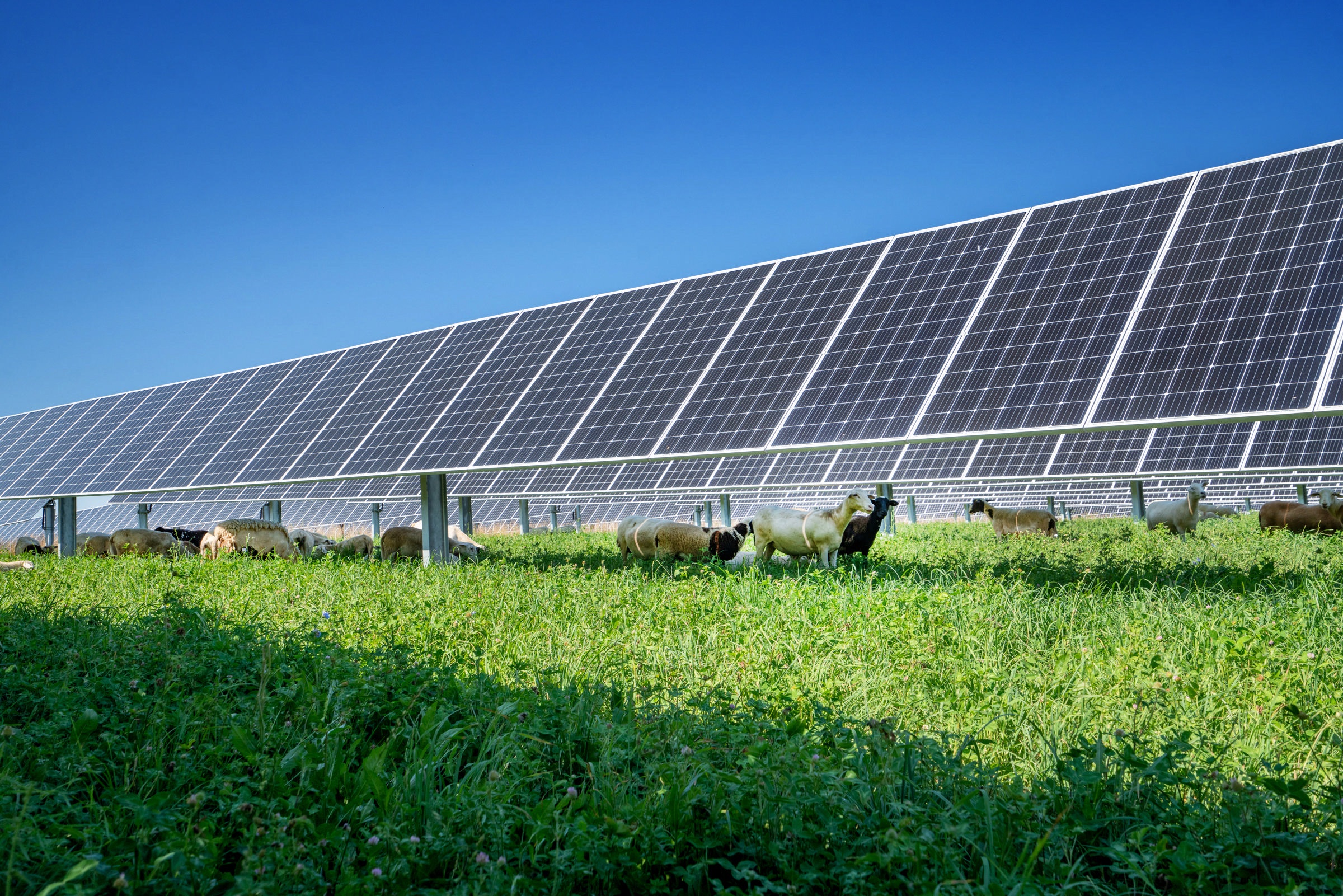 Sheep grazing near solar panels