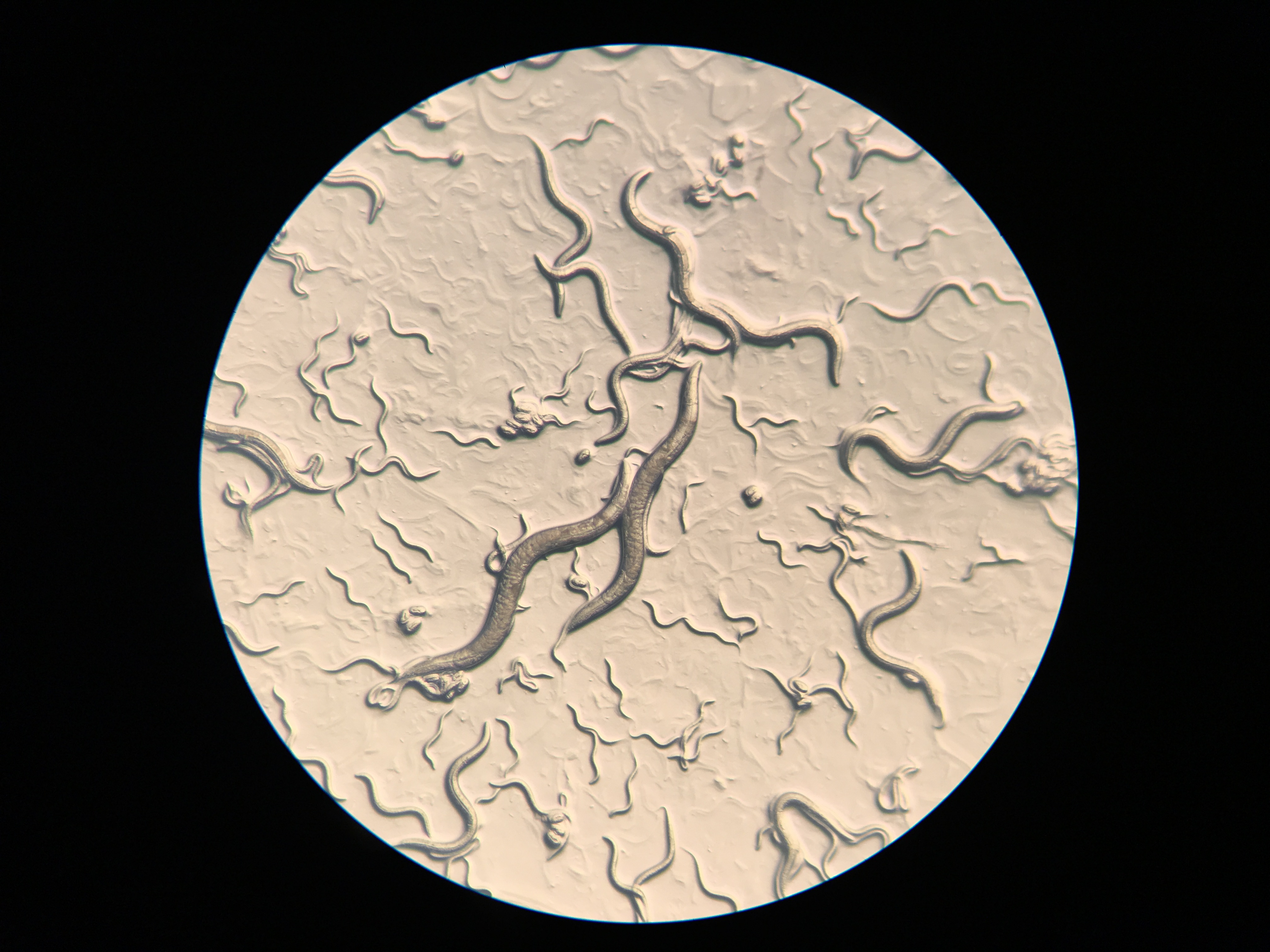 Nematode worms on a petri dish