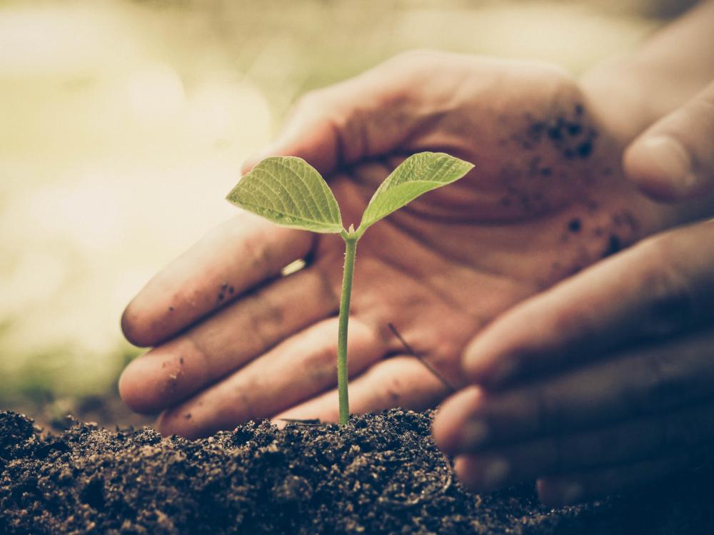 Two hands pushing dirt around the base of a small green plant