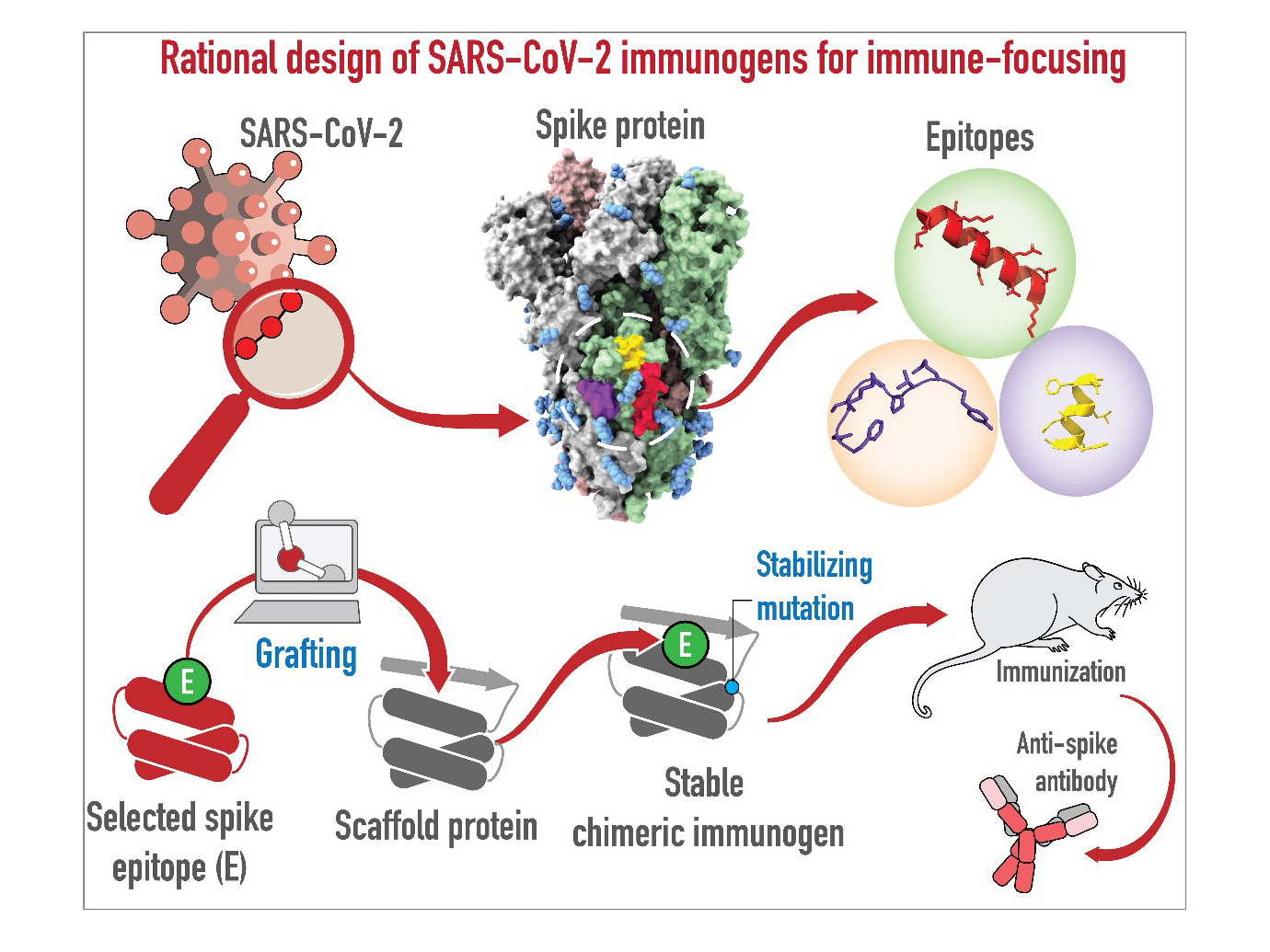 A figure shows rational design of SARS-CoV-2 immunogens. First is a magnifying glass looking at a SARS-CoV-2 particle. Second, is an illustration of the SARS-CoV-2 spike protein. Third are three short biochemical renderings of epitopes. Fourth is grafting and shows a laptop where a spike epitope is matched with a scaffold protein to create in step five a stable chimeric immunogen with a stabilizing mutation. Step 6 depicts a mouse with the text, “immunization,“ and an anti-spike antibody.  