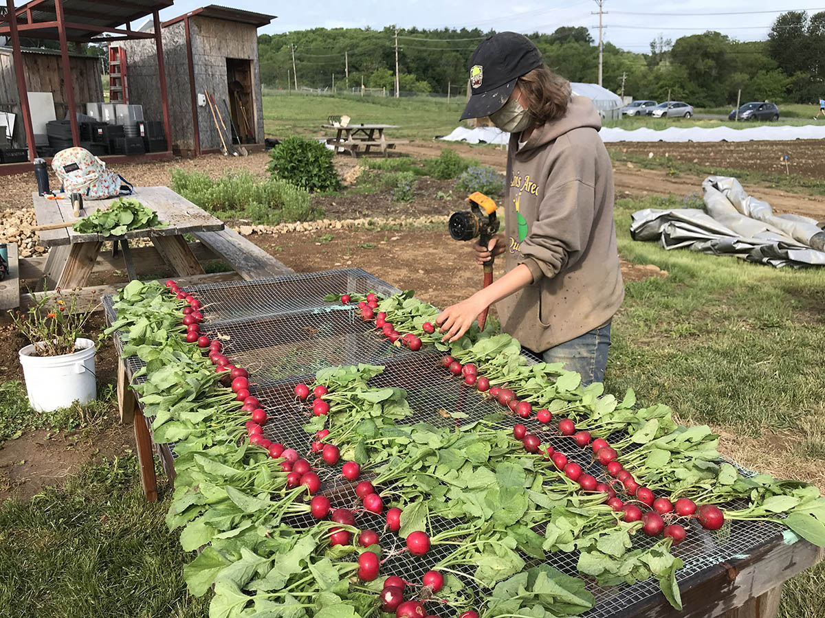 Student washing radishes