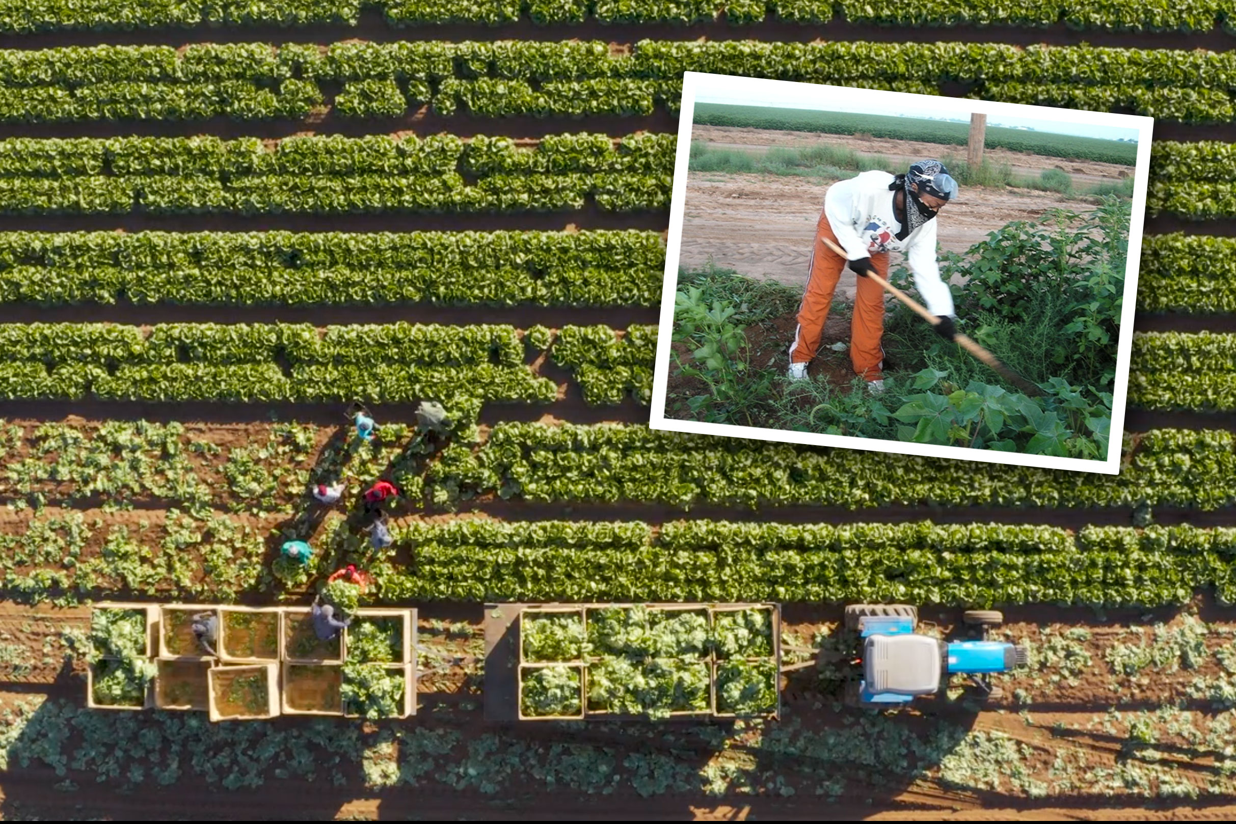 Workers in a farm field with an inset of Amy Snipes working as a farm laborer