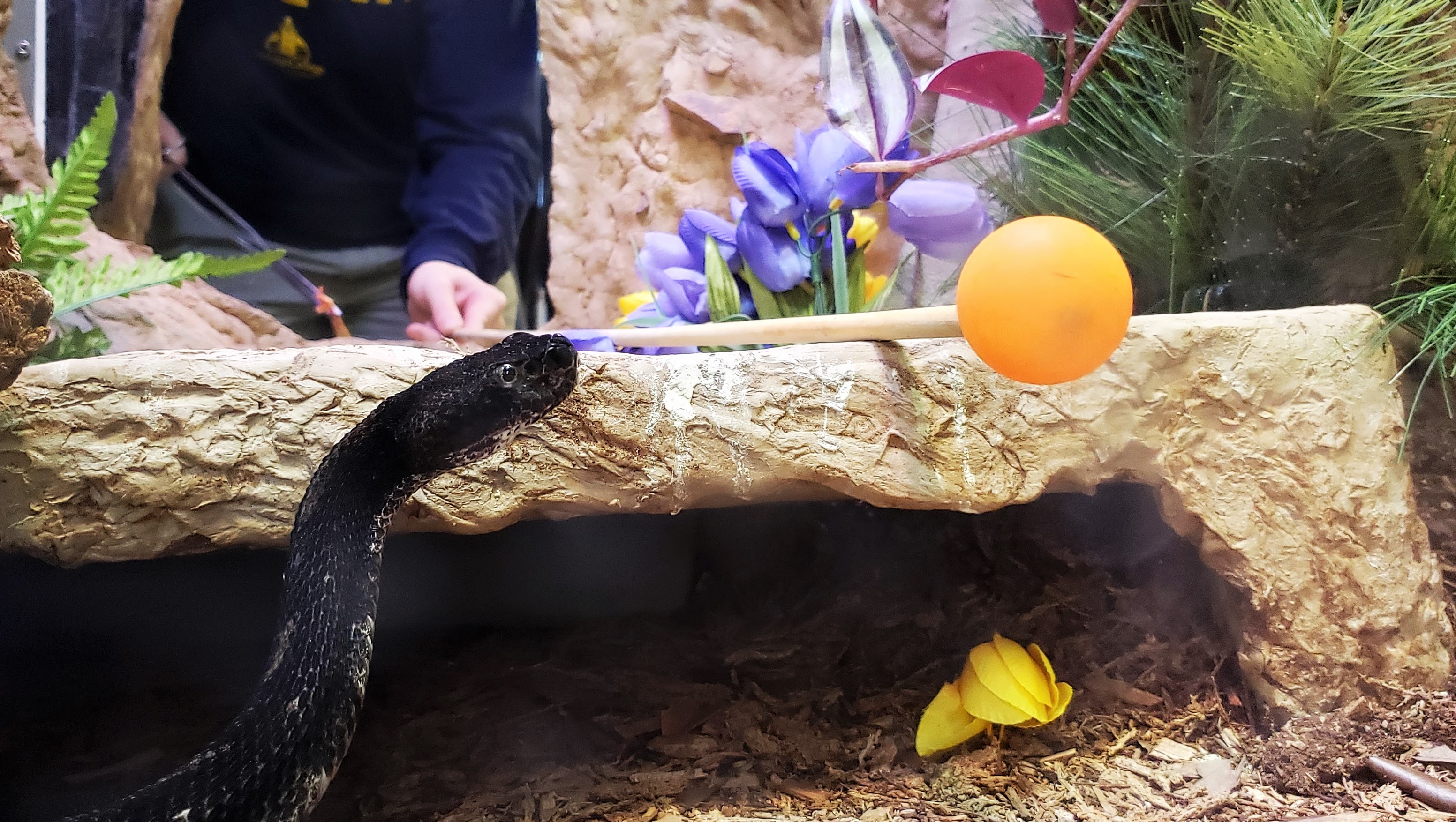 Timber rattlesnake looks at orange ball on the end of a pole