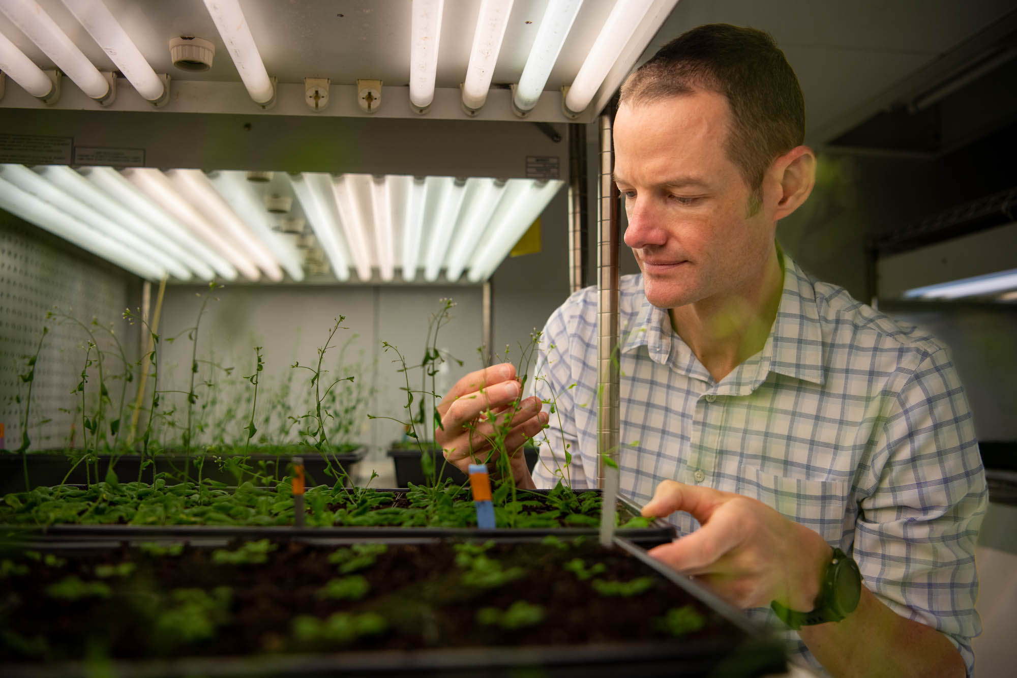 Penn State plant biologist Charlie Anderson examines plants in his laboratory.