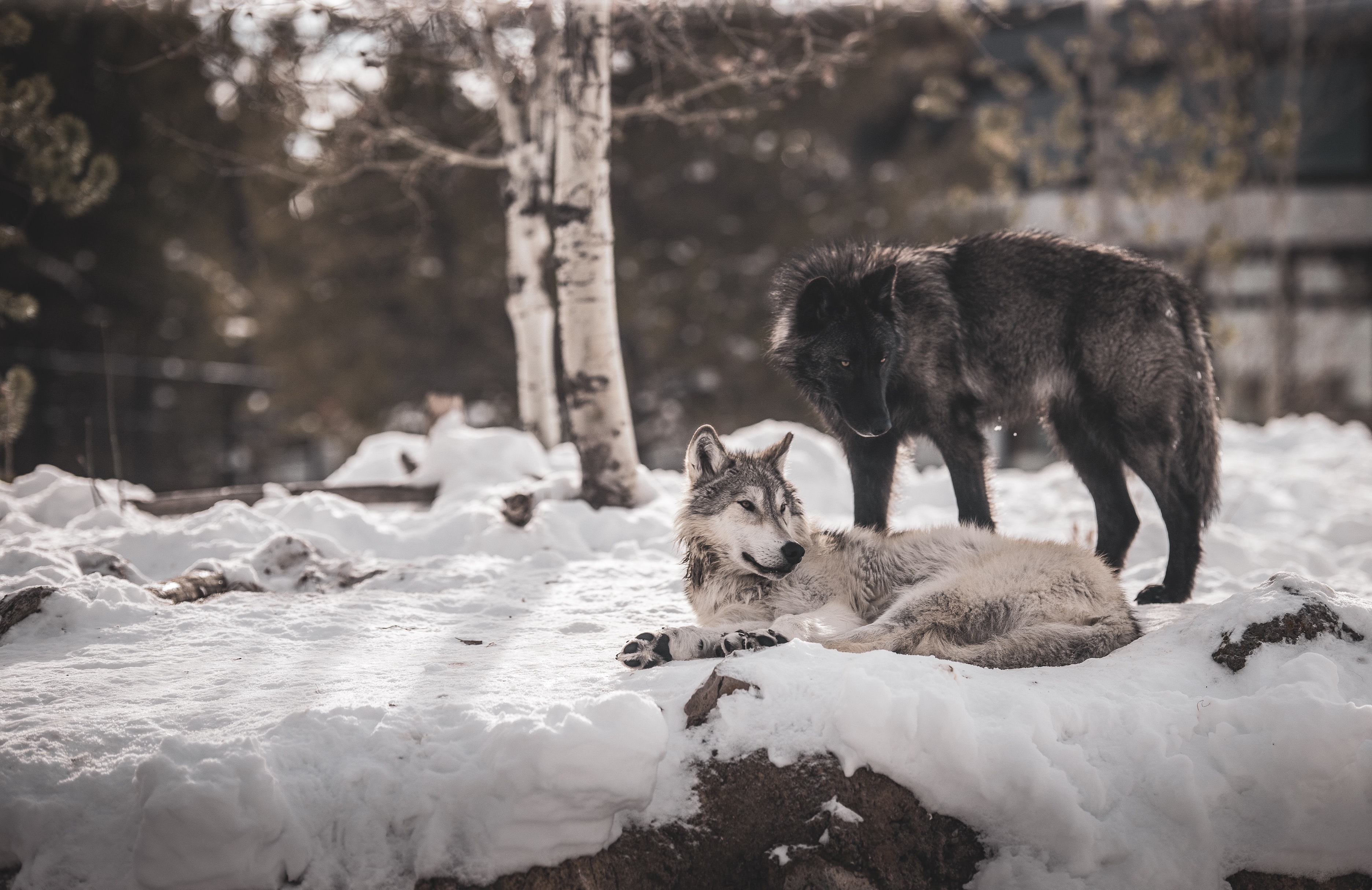 Gray and black wolves in snow