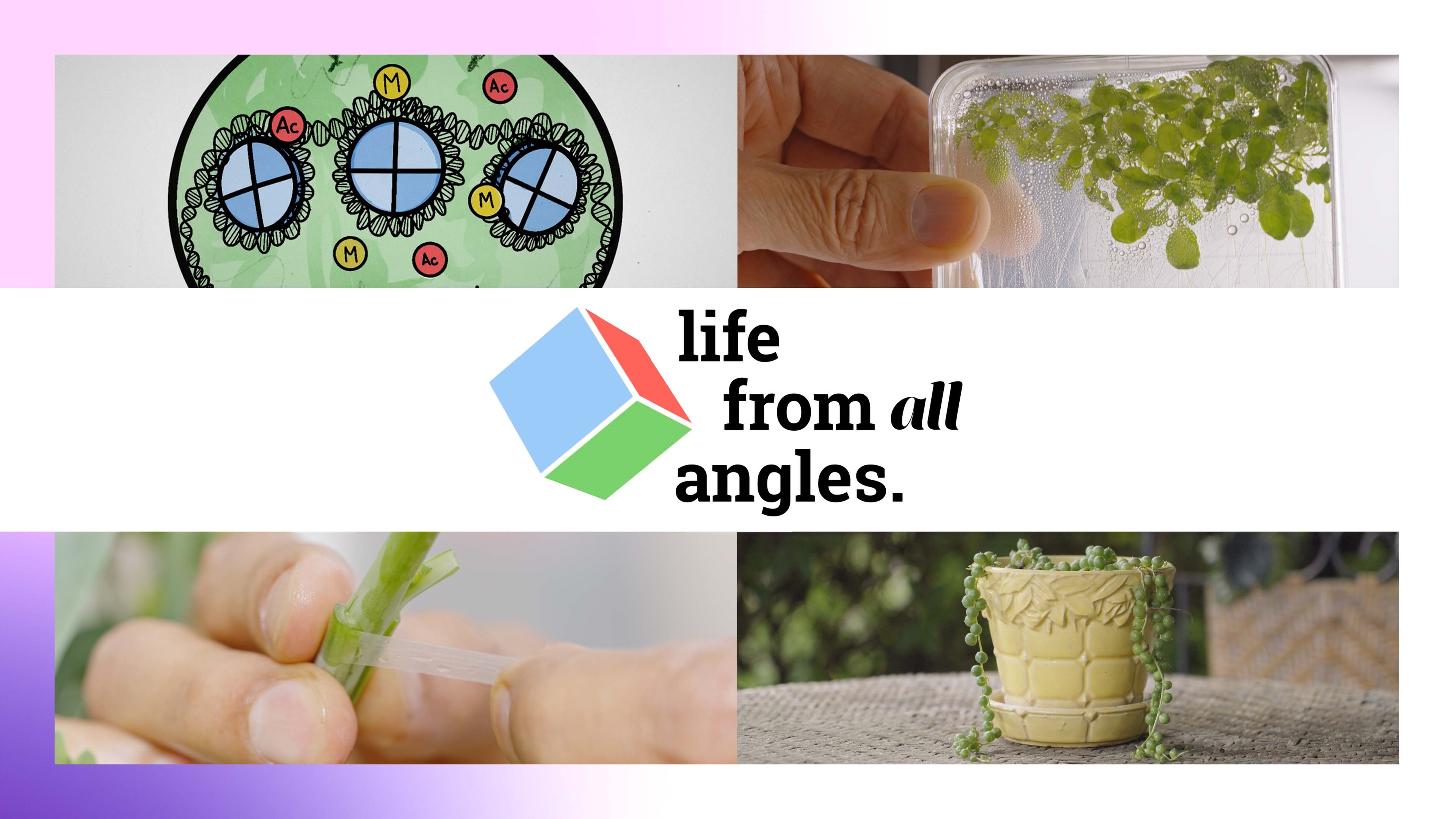 Title Card thumbnail for Life From All Angles Episode 5