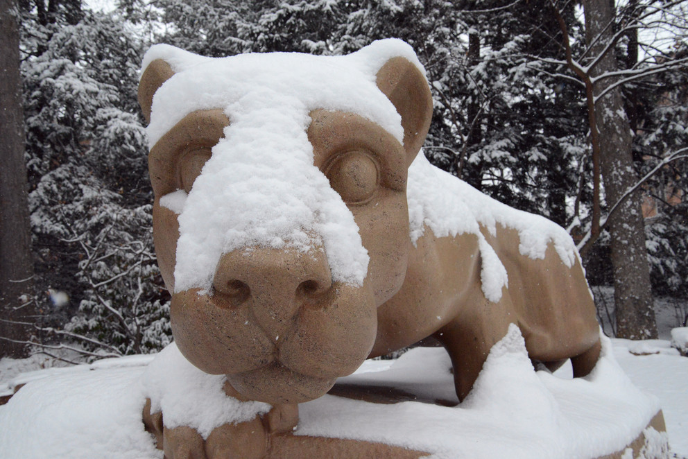 Lion in snow