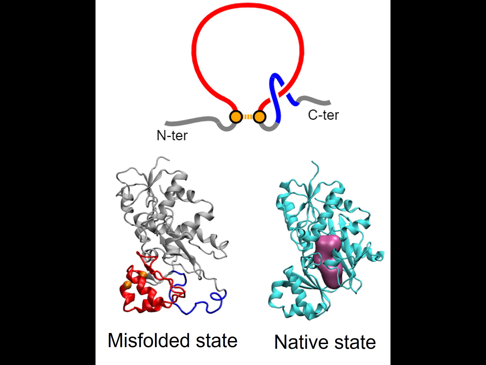 Top: Illustration of non-covalent lasso entanglement. Bottom: misfolded and native structures of a protein. 