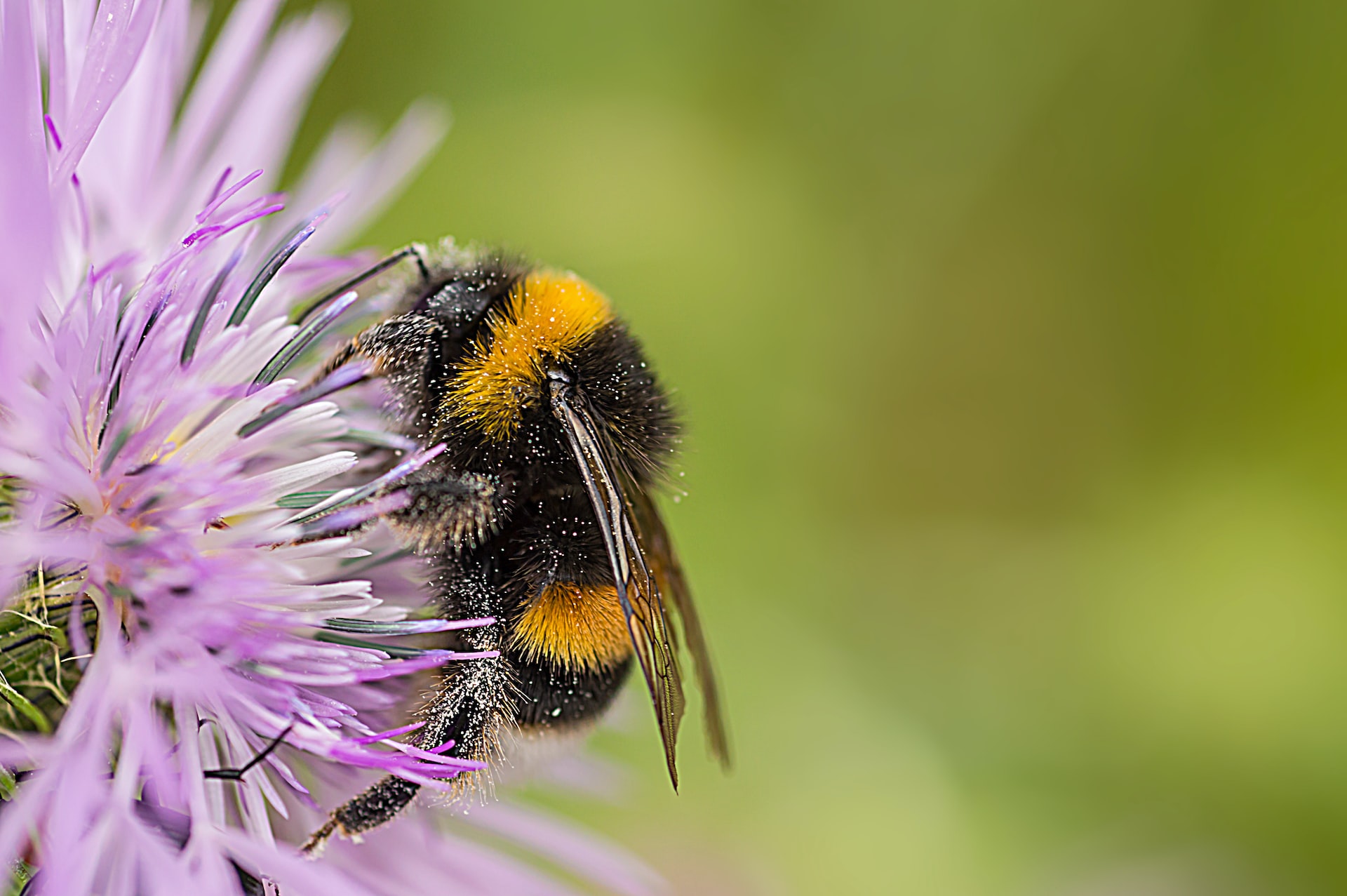 A bumble bee sitting on a clover flower