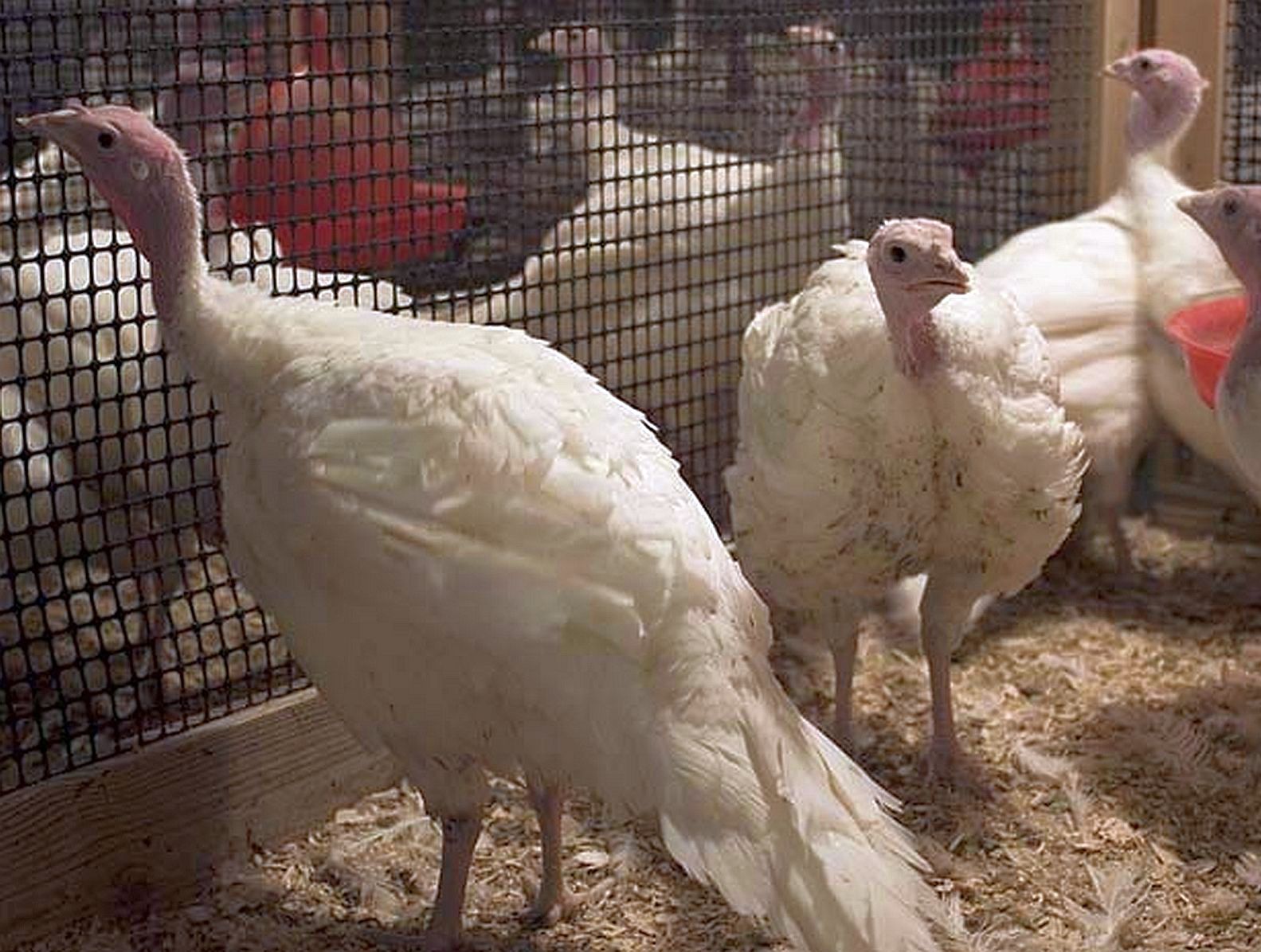 Turkeys at Penn State Poultry Education and Research Center