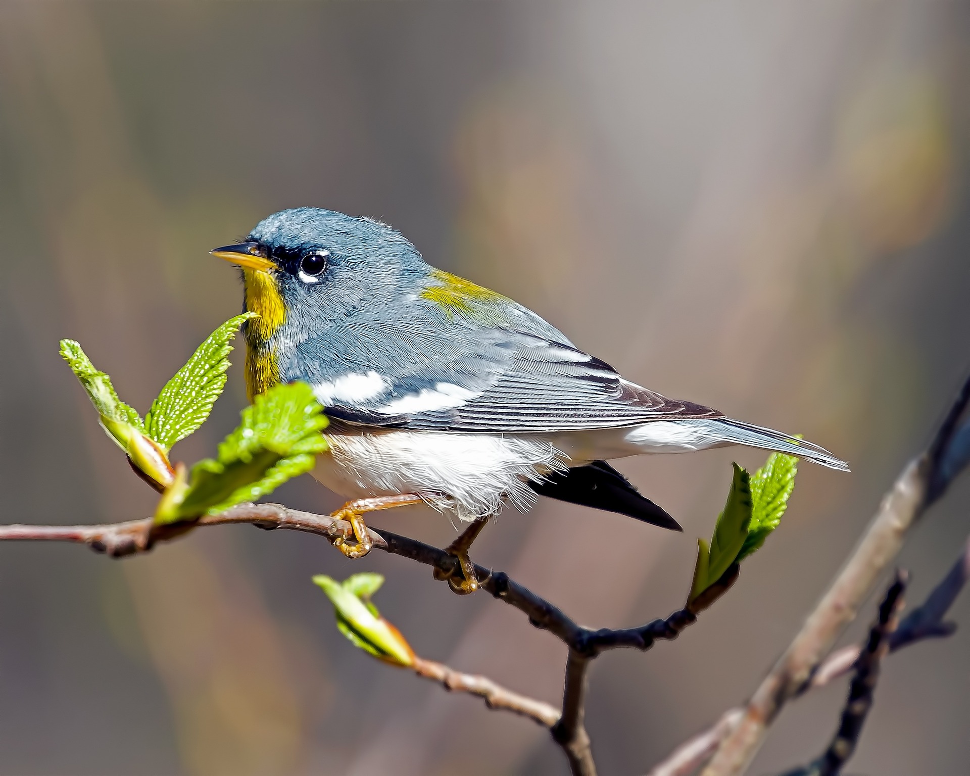 Northern parula bird stands on a small tree branch