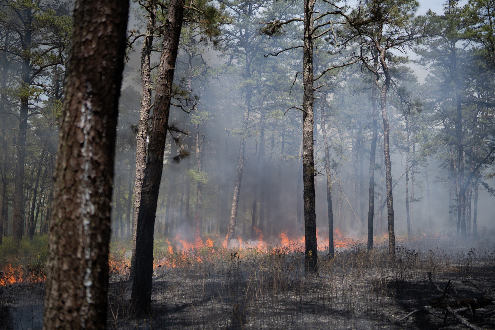 A prescribed fire burns in the New Jersey Pine Barren forests. 