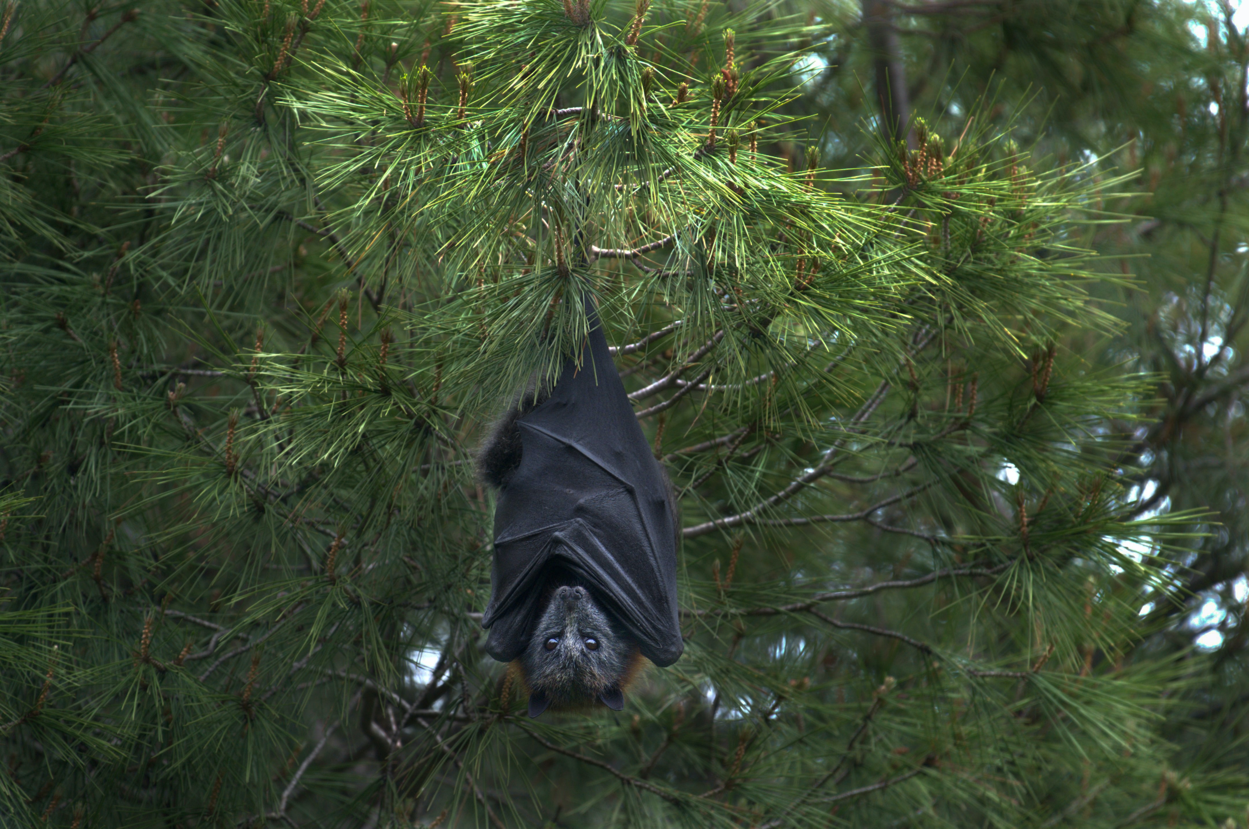 Black flying fox hanging in tree