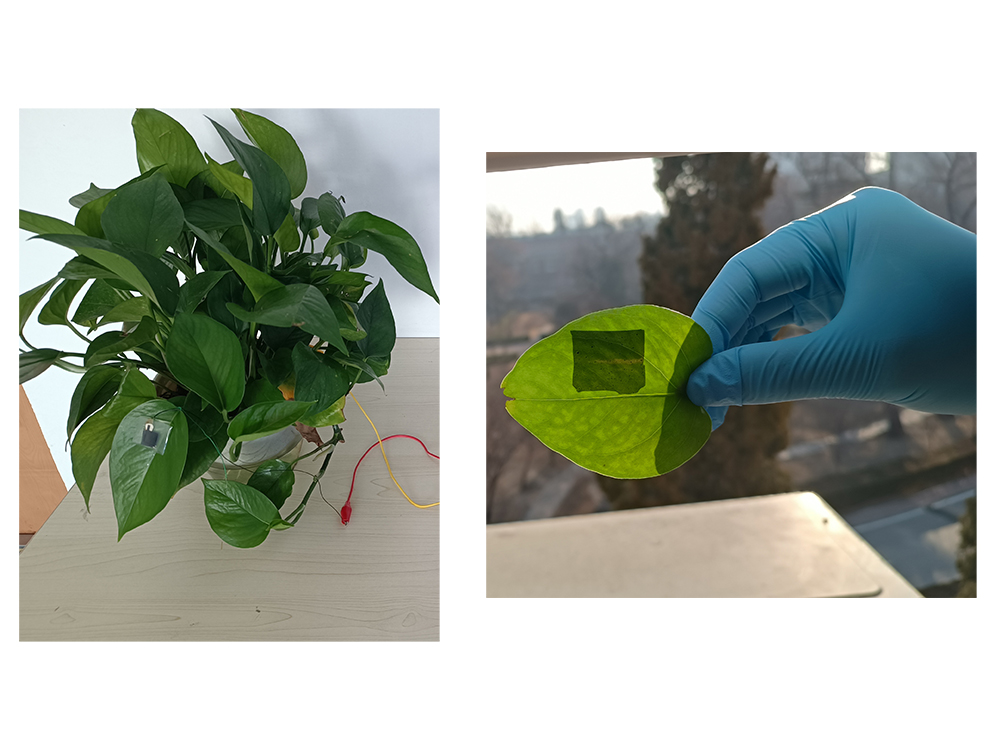 A houseplant, left, with a sensor and wires applied to one of its leaves. At right, a close-up of a sensor is seen on a single plant leaf.