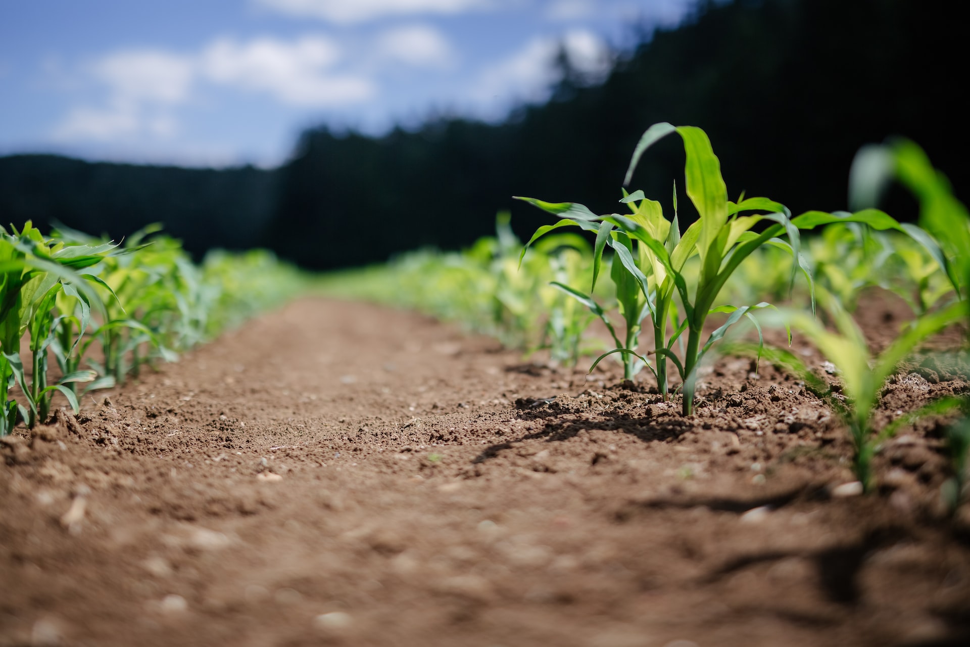 Close up of maize seedlings in a sunny field