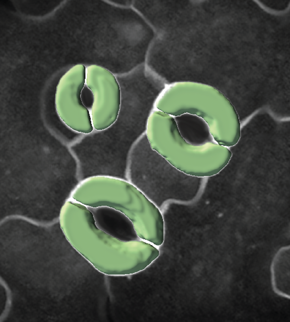 A three-dimensional image of stomatal guard cells