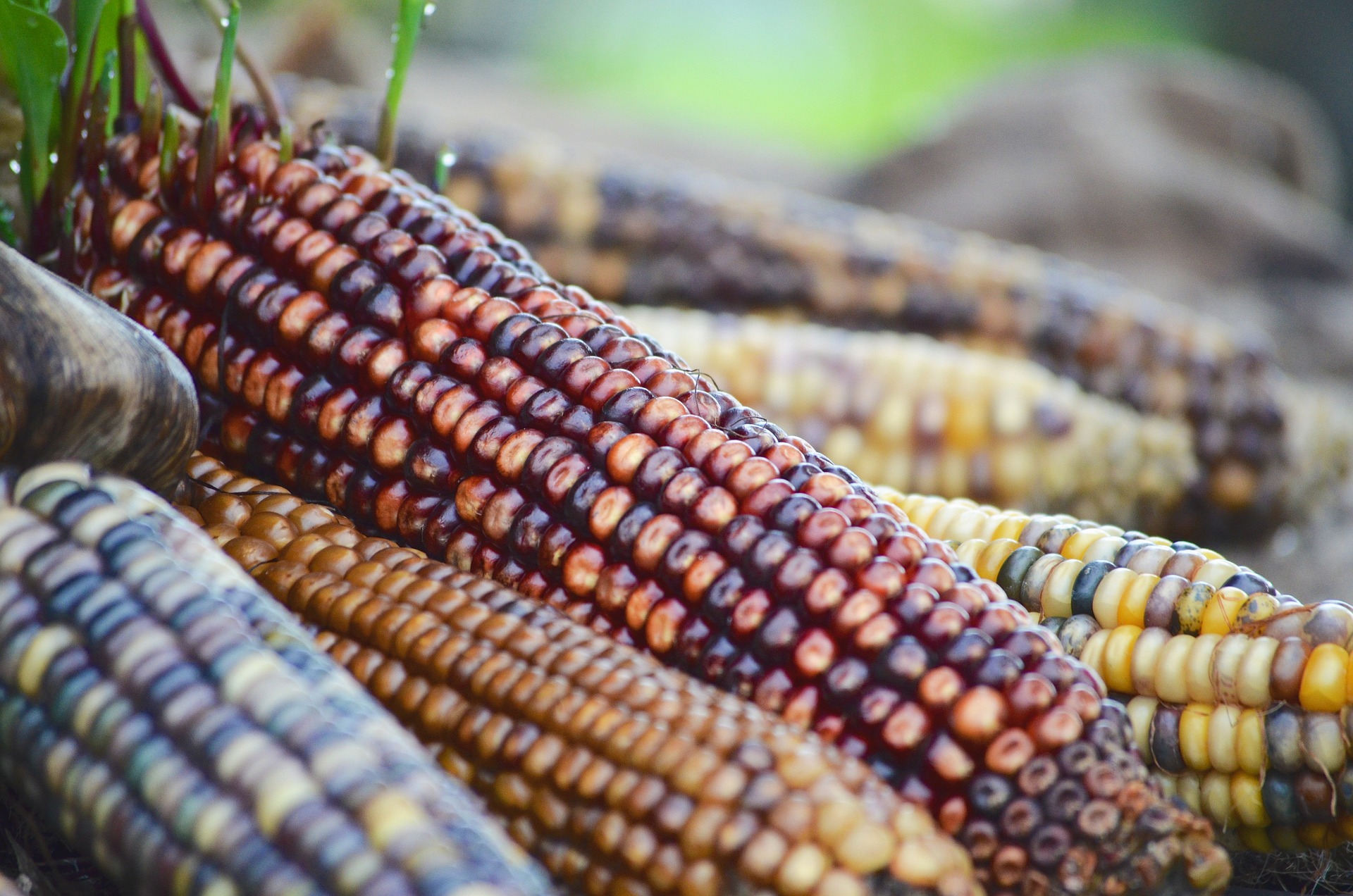 Multi-colored corn