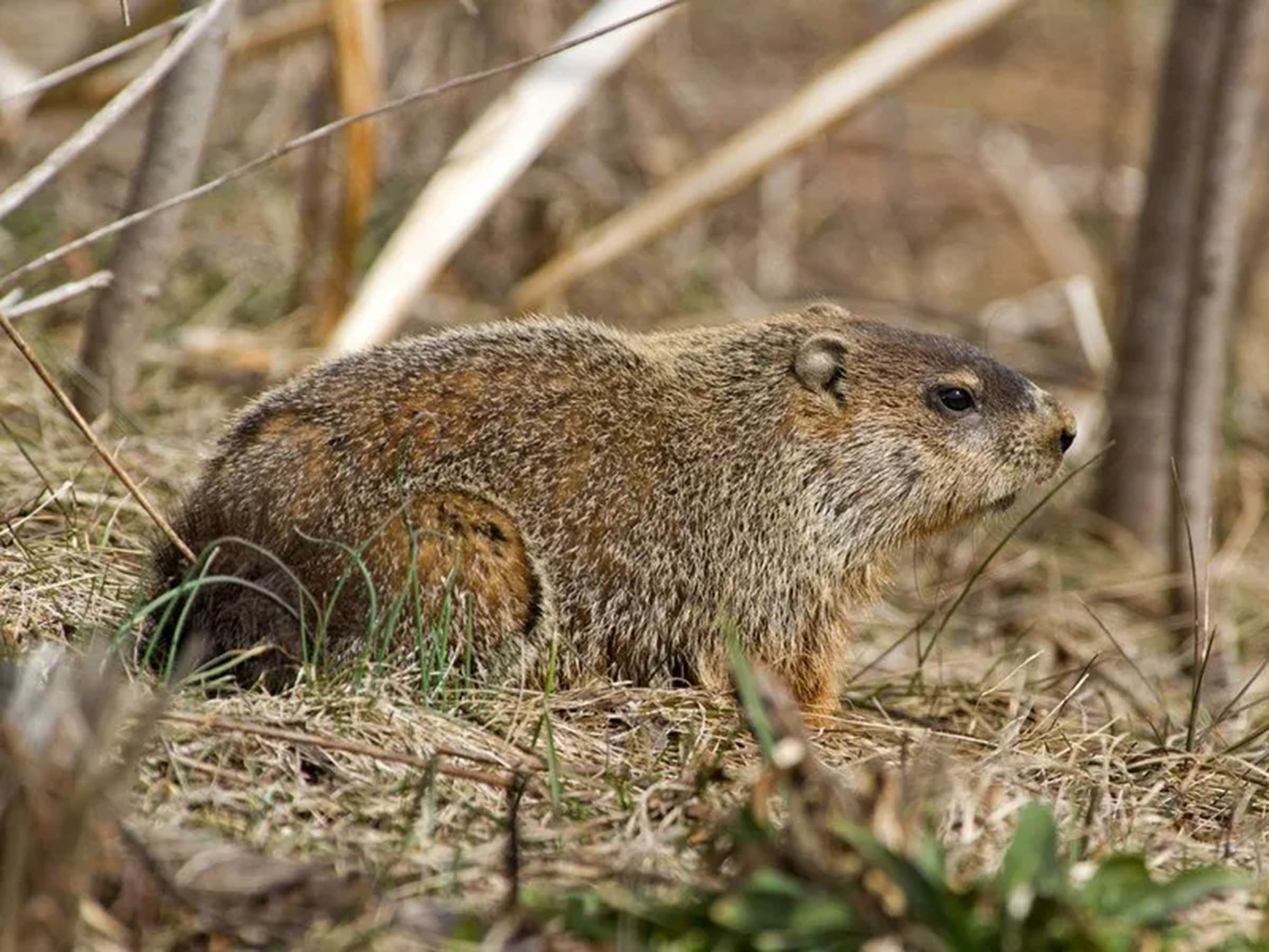 A groundhog near its burrow