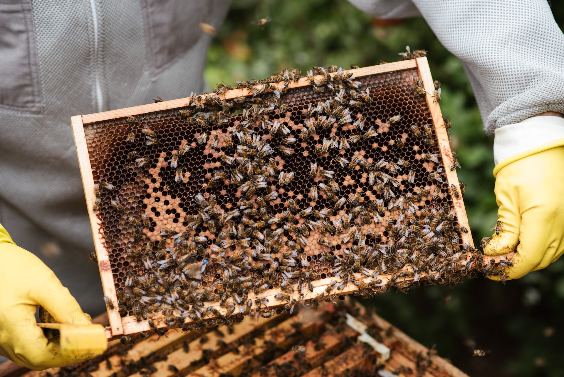 beekeeper in protective suit lifts up part of honey bee box