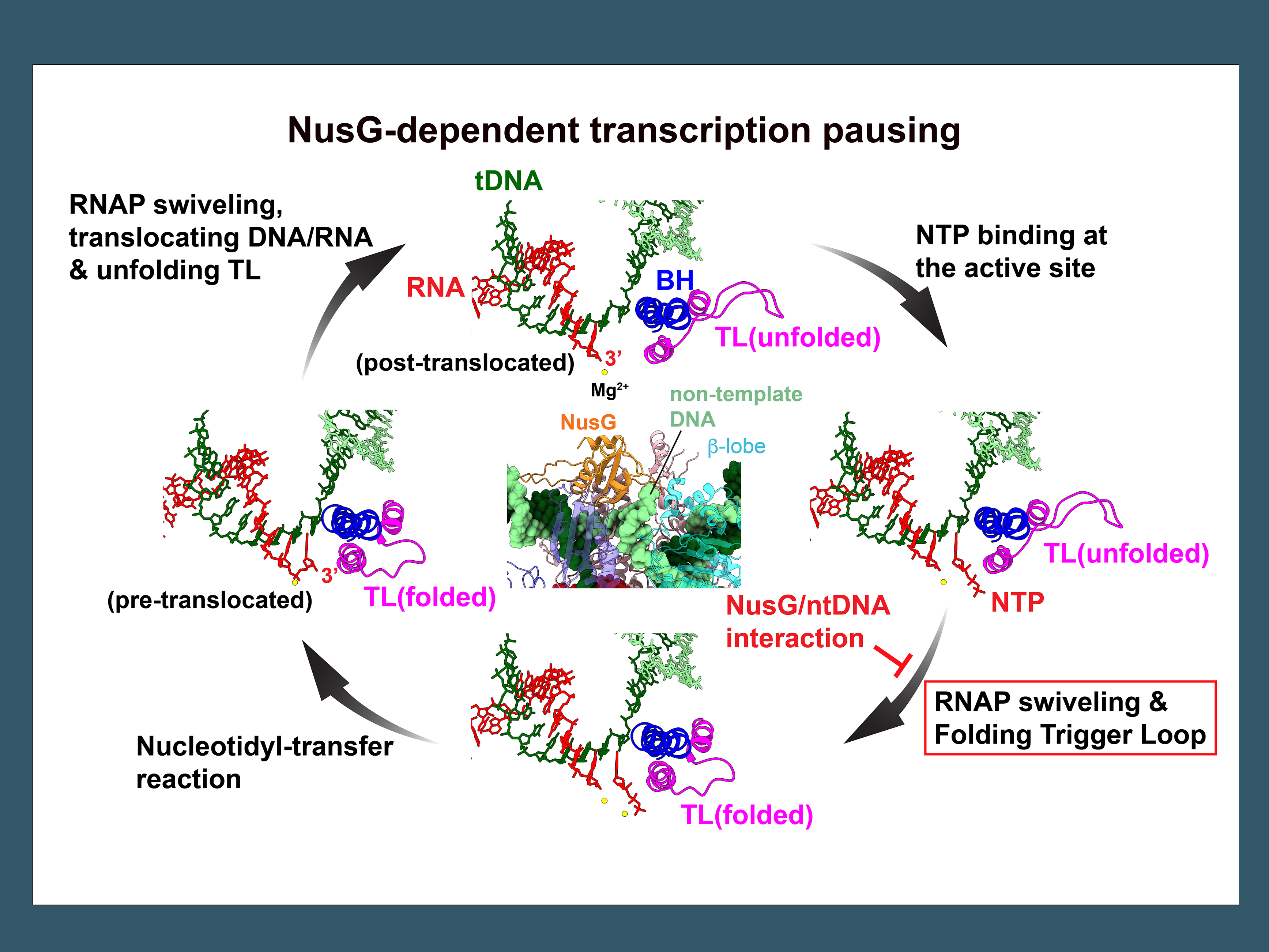 Models showing the nucleotide addition cycle of bacterial RNA polymerase and how it is pausded by NusG interaction with non-template DNA