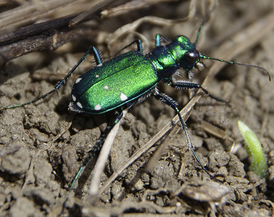 A six-spotted tiger beetle.