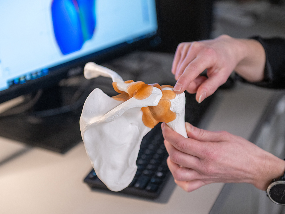 A model of the rotator cuff set in a shoulder.