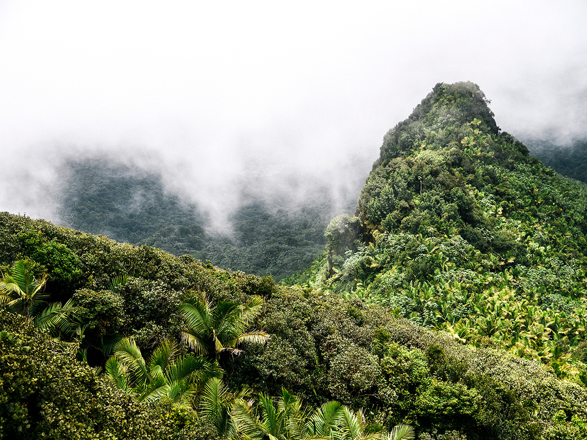 El Yunque National Forest, Puerto Rico