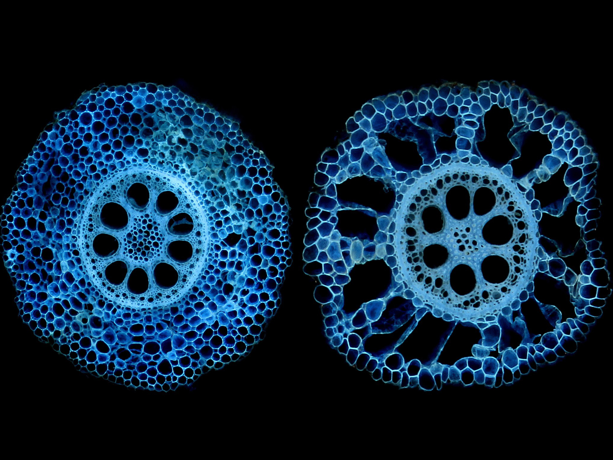 Two cross sections of two kinds of corn roots, they look like wheels with spokes