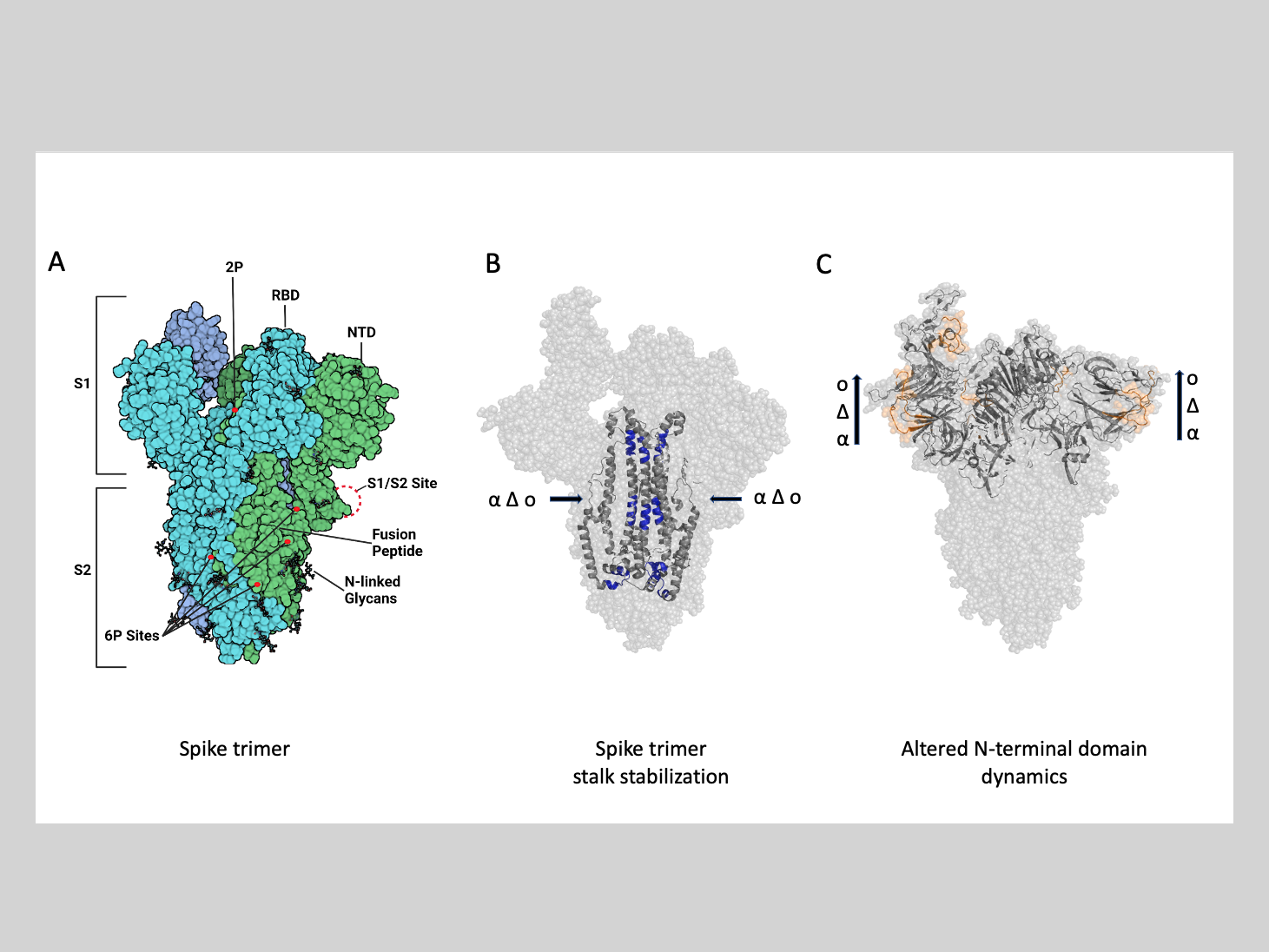 Illustration of the SARS-CoV-2 spike protein