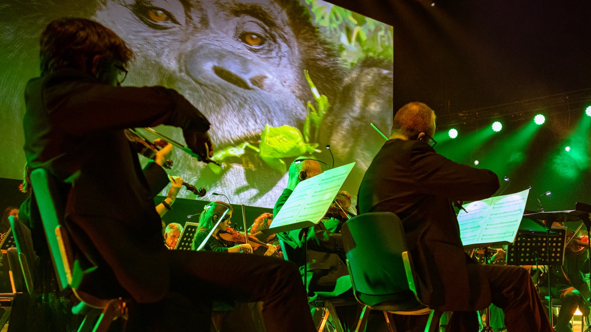 Members of a large orchestra are shown in close up playing their instruments while a video screen in the background shows an orangutan.