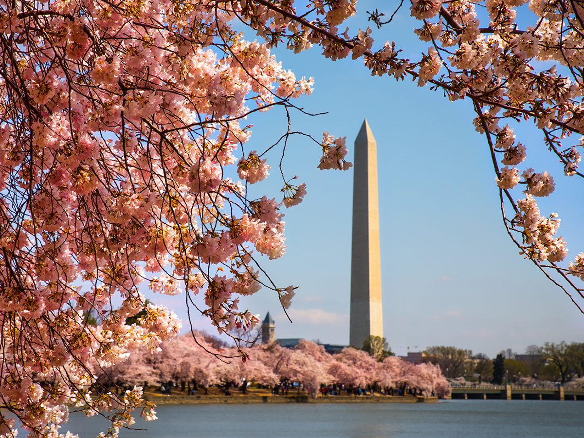 The Washington Memorial in D.C. surrounded by cherry blossoms