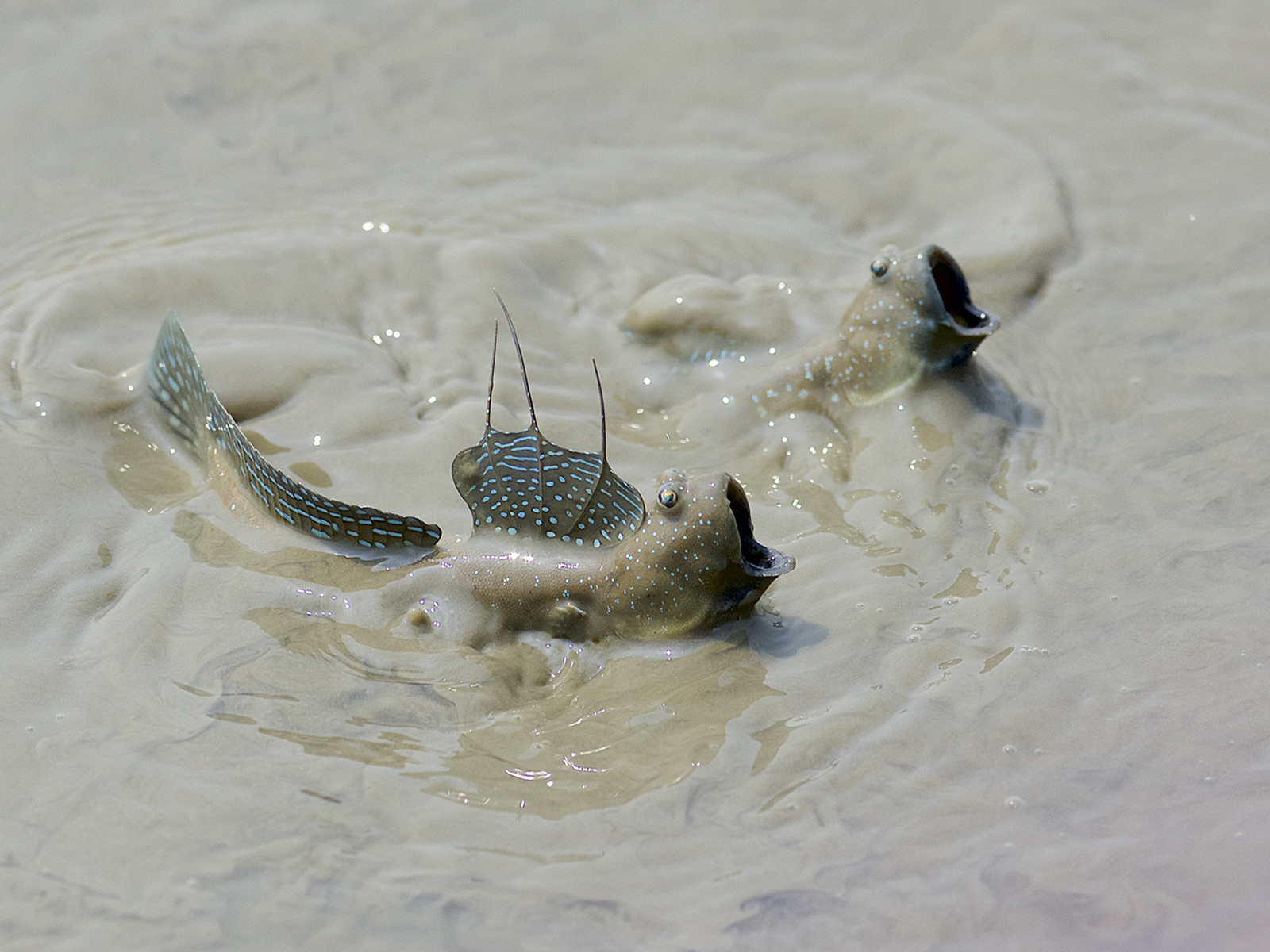 Two mudskippers in shallow water