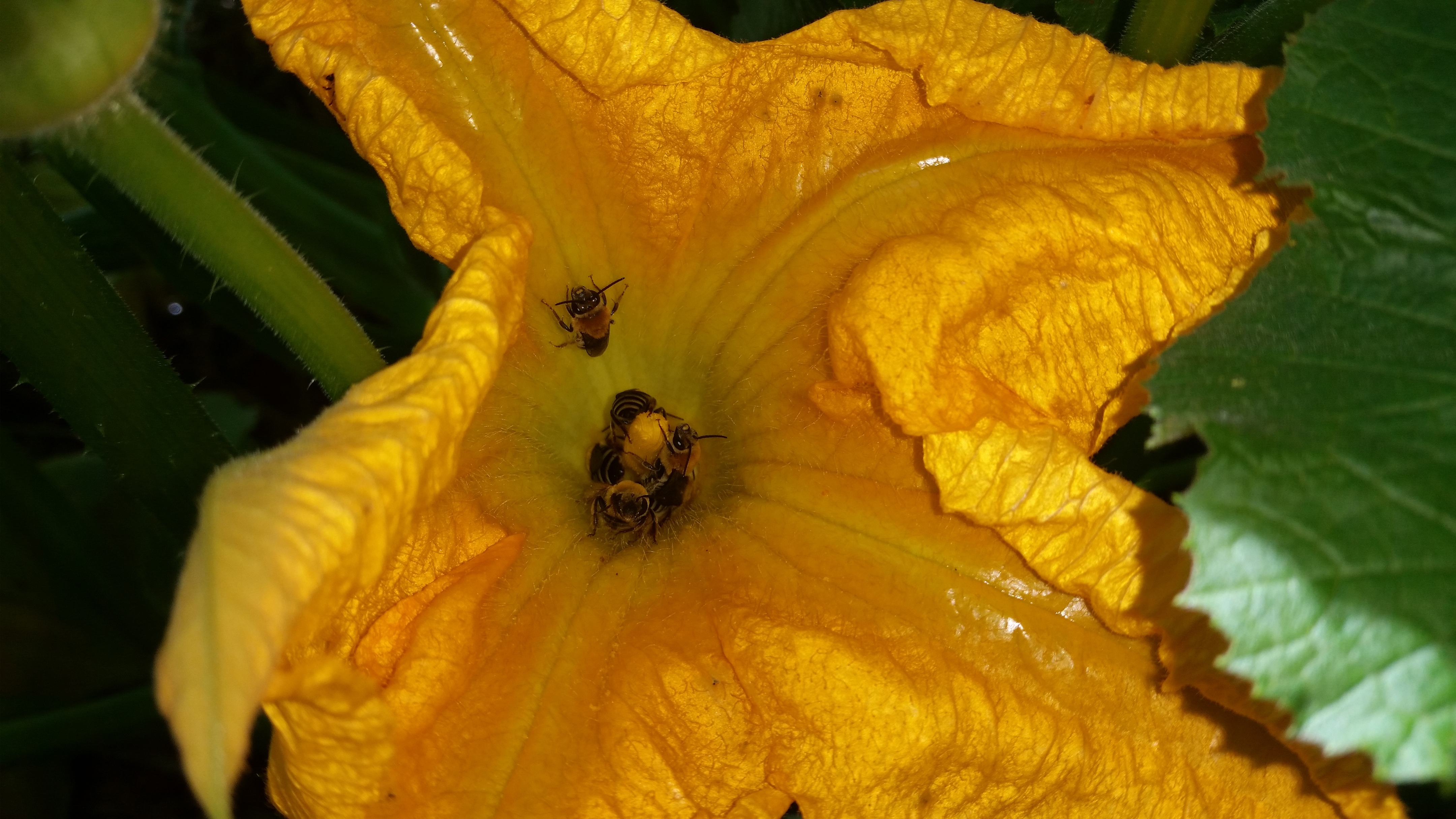 Bee on squash flower