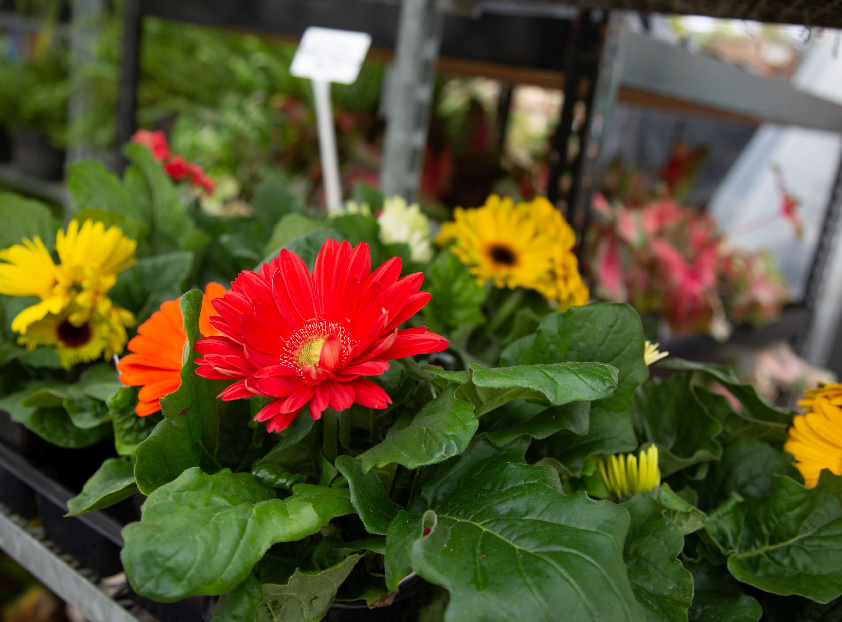 garden-center-plants-michael-houtz