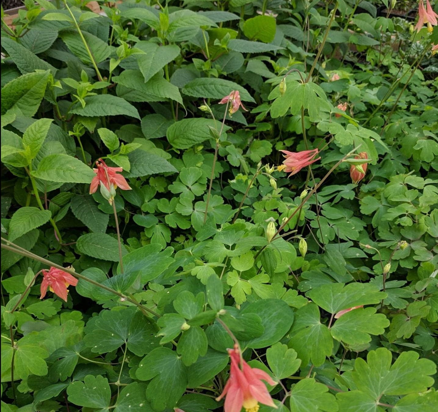 Plant with red flowers