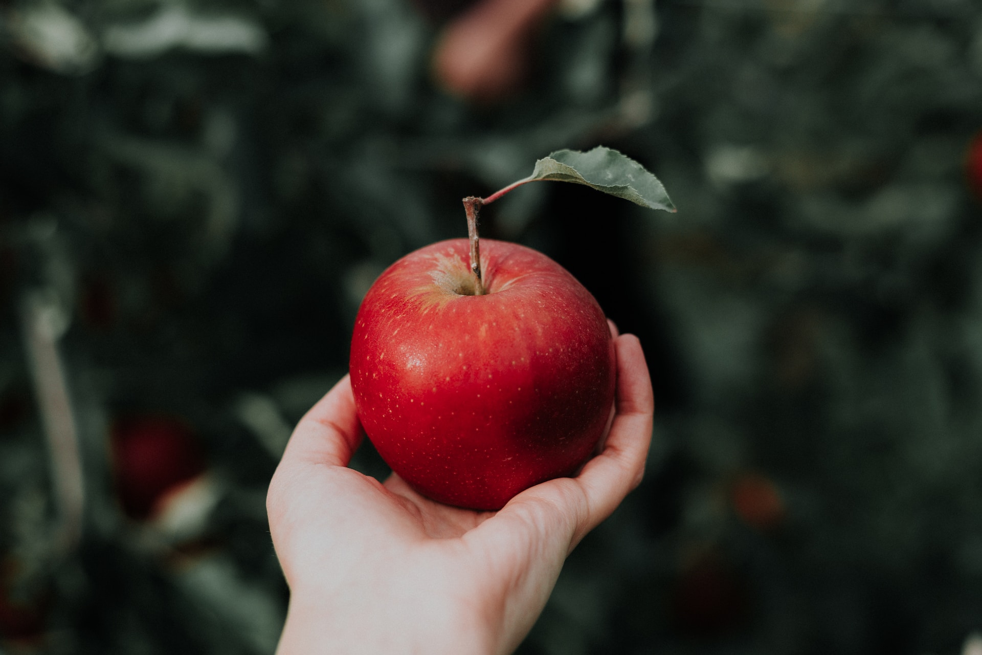 Photo of hand holding a red apple