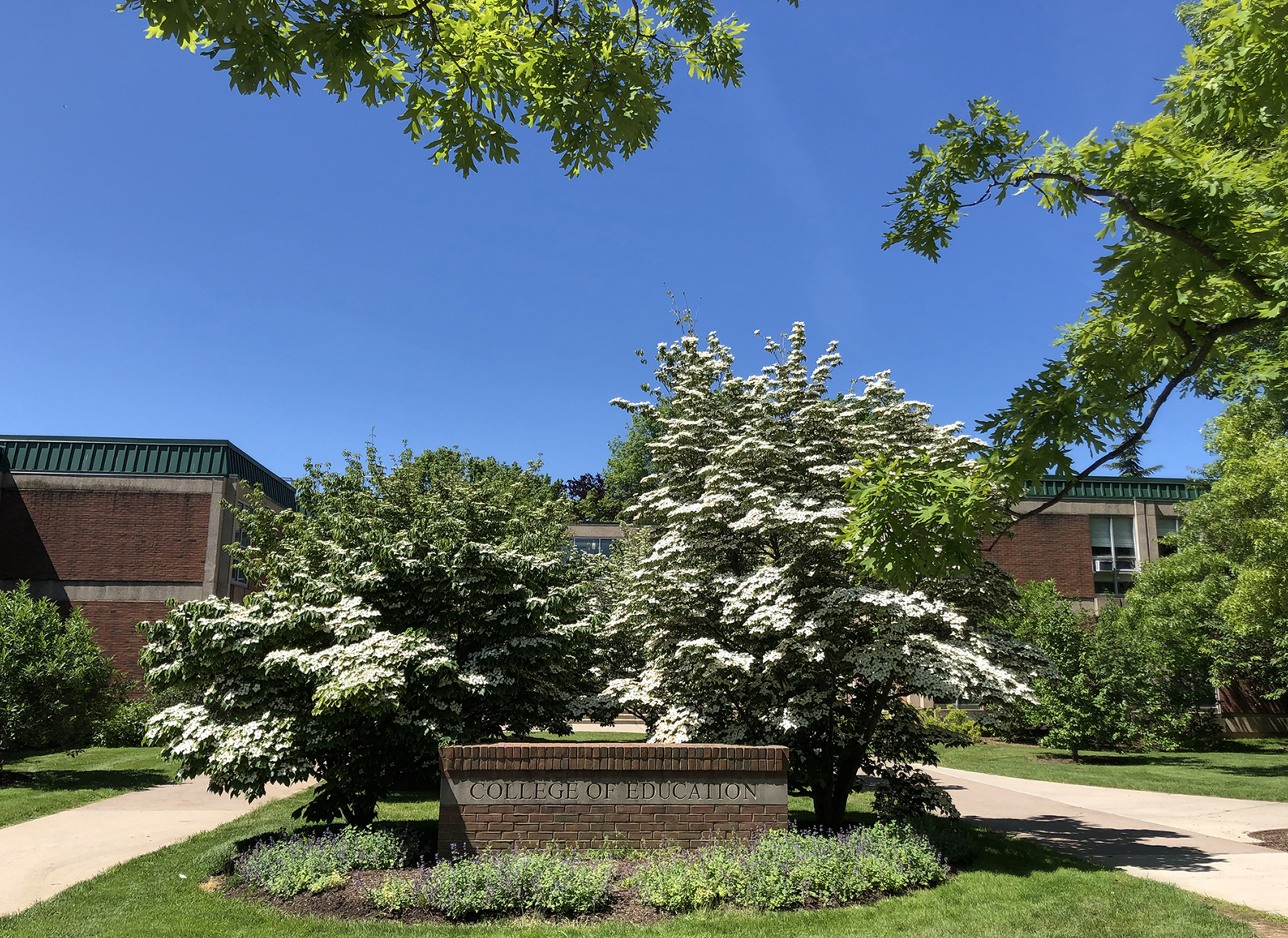 College of Education sign with flowering tree and blue sky