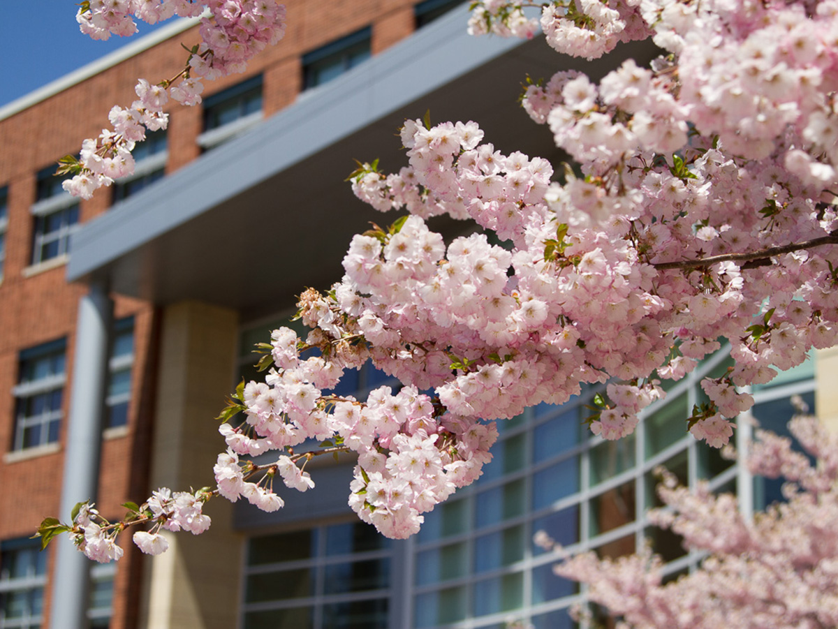 A photo of the front of the Business Building as seen through a tree full of pink blooms.