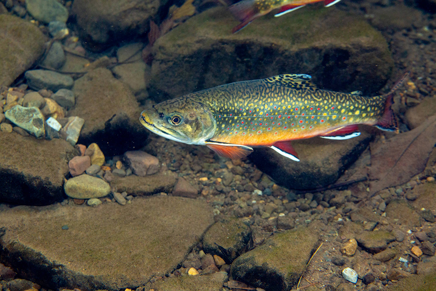 fish underwater