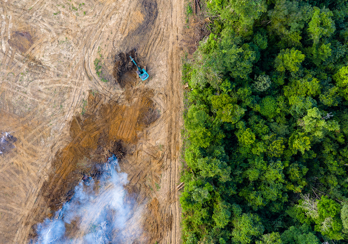 An area being clear cut of trees with machines and burning