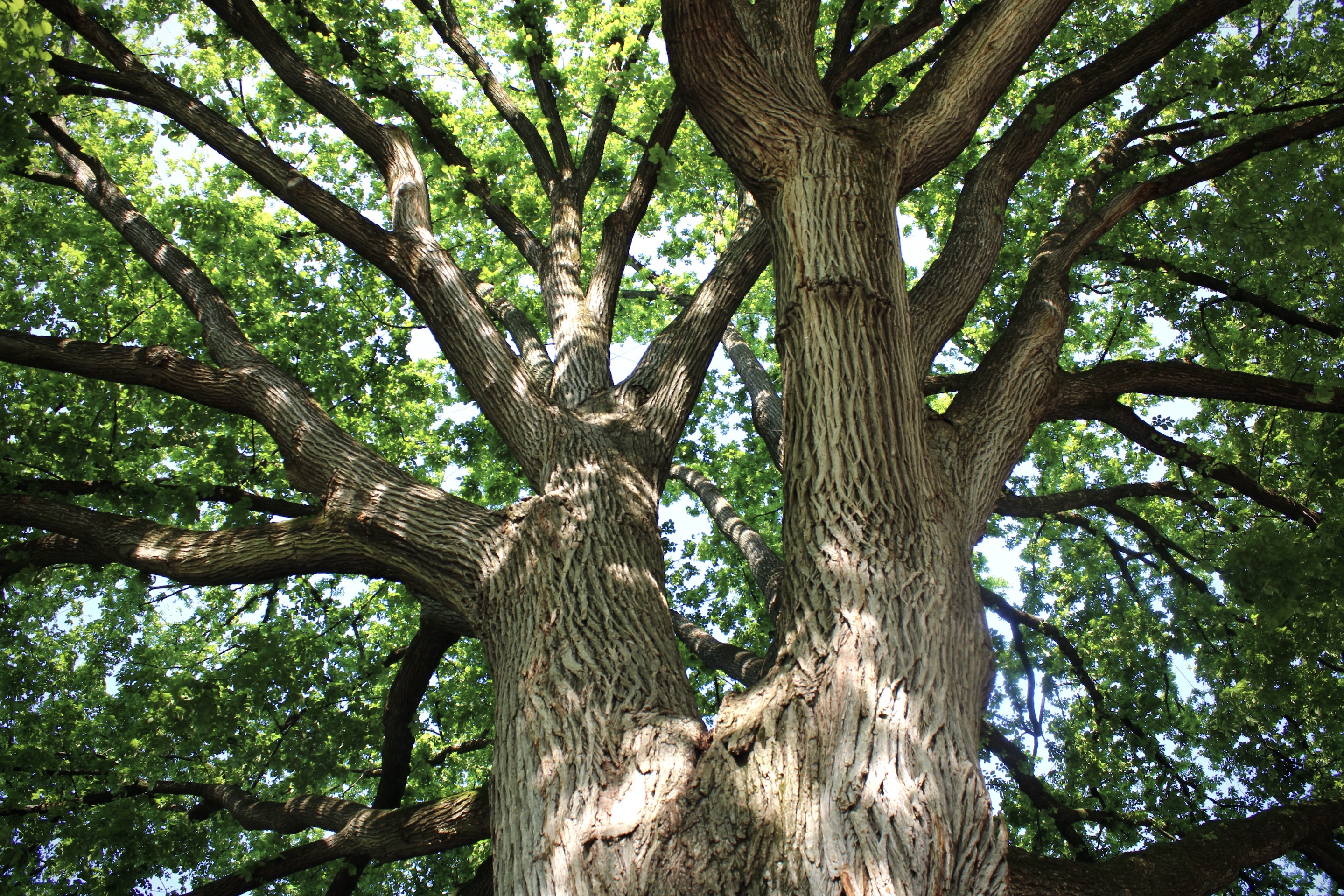 Tree trunk and canopy