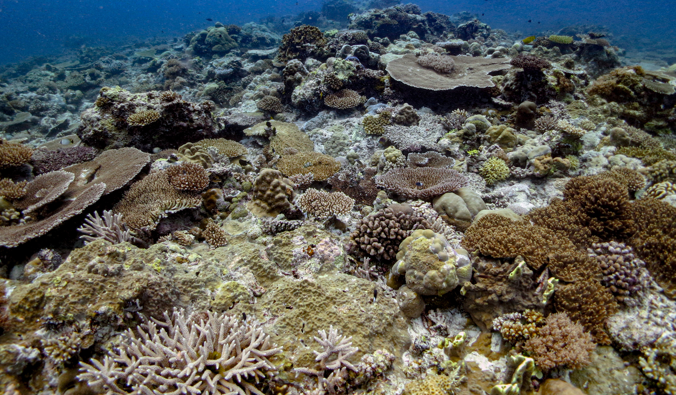 Coral reef