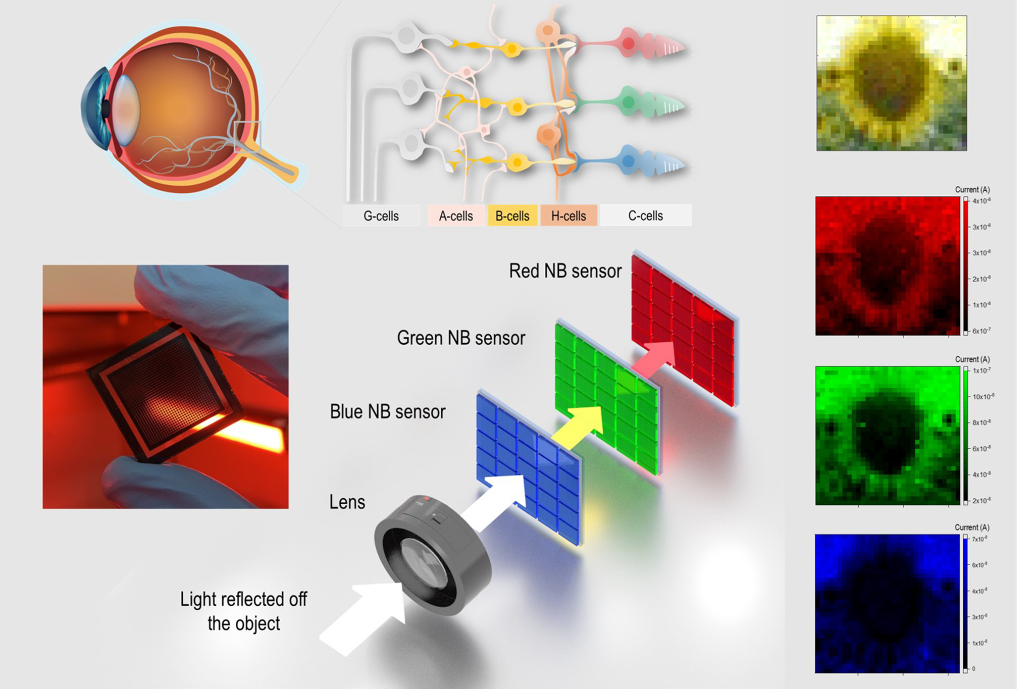 This image shows how a new retina-inspired narrowband photodetector works