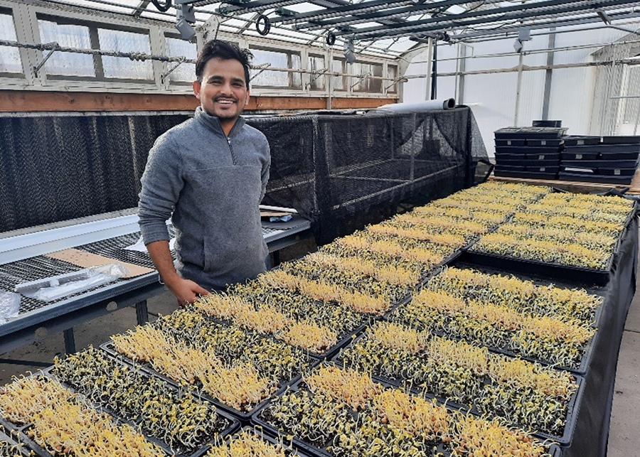 grad student, microgreens