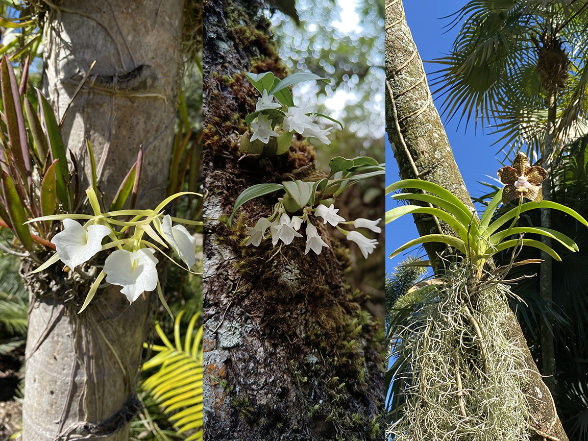 Orchids growing on trees